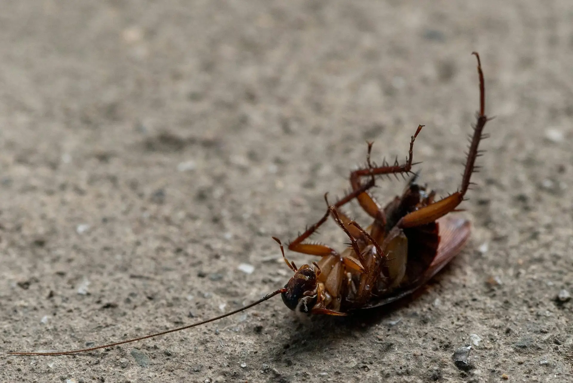 Macro shot of a dead cockroach lying on its back on concrete surface.