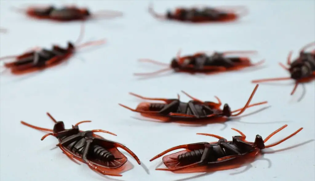 Detailed macro image of several dead cockroaches scattered on a white surface, depicting pest control.